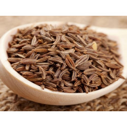 Fenchelsamen (Thian khao plueak) | เทียนข้าวเปลือก